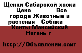 Щенки Сибирской хаски › Цена ­ 18 000 - Все города Животные и растения » Собаки   . Ханты-Мансийский,Нягань г.